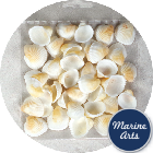 8844-P8 - Craft Pack - Small White Cockle Shells